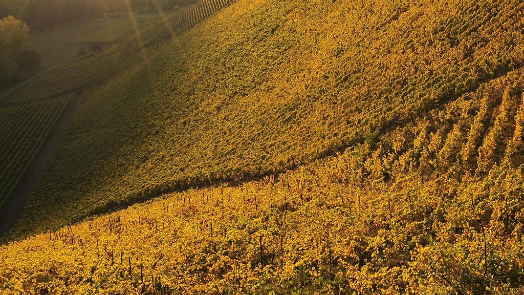 Wolfberger Riesling Signature