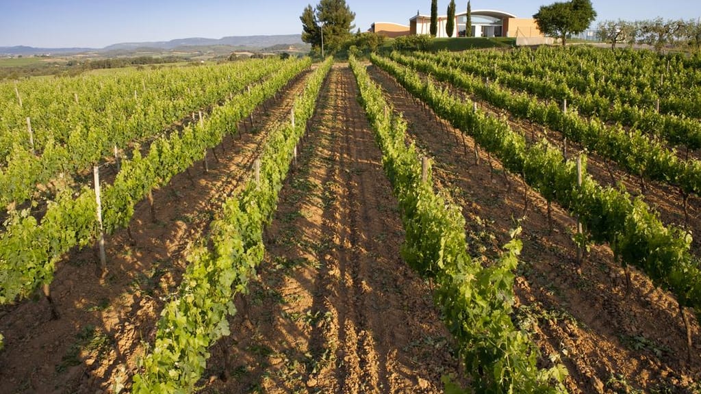 Vinya Palau Merlot