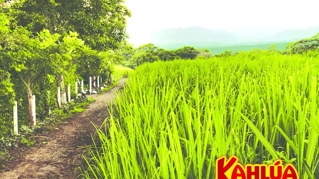 Kahlúa Coffee Liqueur