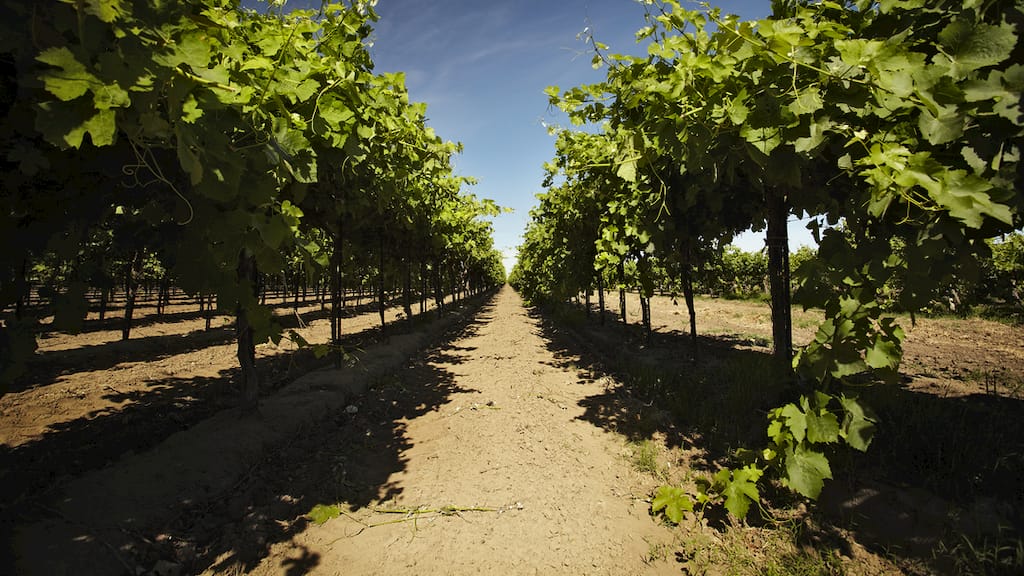 6th Sense Syrah