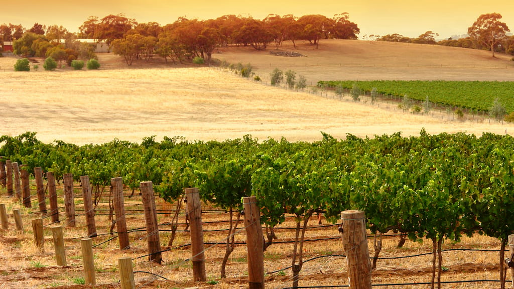 The Y Series Riesling
