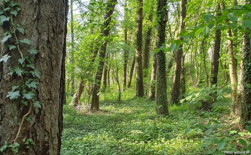 Naturreservatet Galgberget